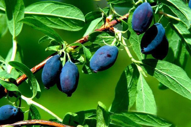 文章内容 >> 黑龙江省蓝靛果的产业现状与发展前景  黑龙江有哪些蓝莓