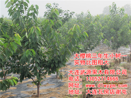 中国树上最后的大樱桃雷尼