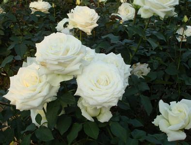 坦尼克玫瑰/云南玫瑰种苗/昆明玫瑰种苗