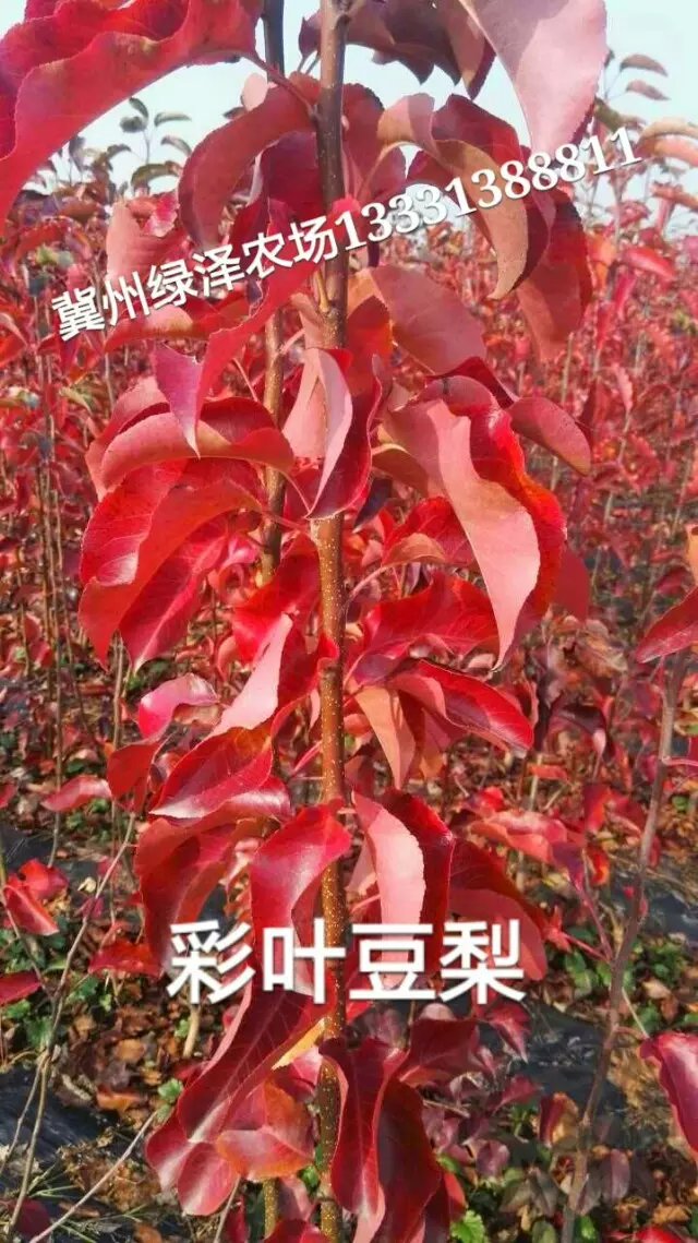 冀州绿泽家庭农场为您提供最新最全的彩叶豆梨信息,我公司提供彩叶