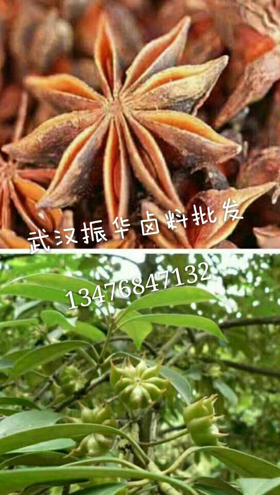 八角别名(大料)是八角树的果实 因有八个角而得名,也叫八角茴香,大