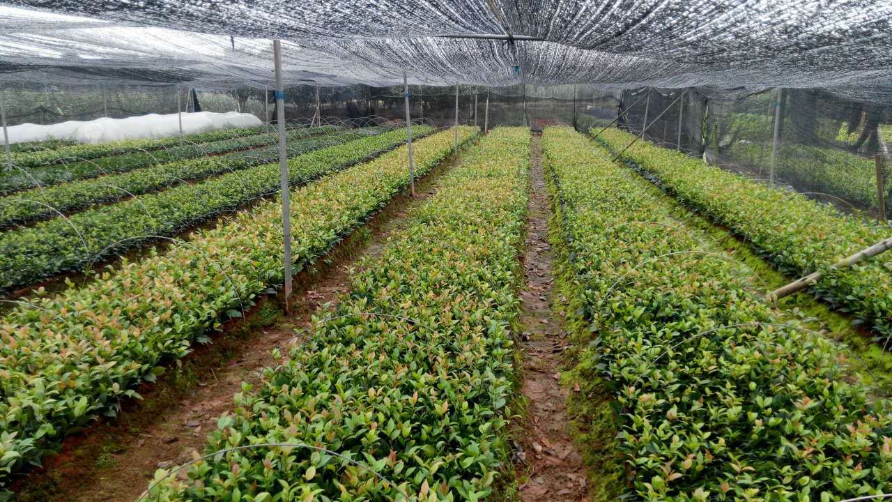 金碧辉煌|金华茶花 |金华茶梅 |浙江茶花茶梅大树基地|浙江金华茶花