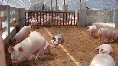 生态养猪猪舍设计建造