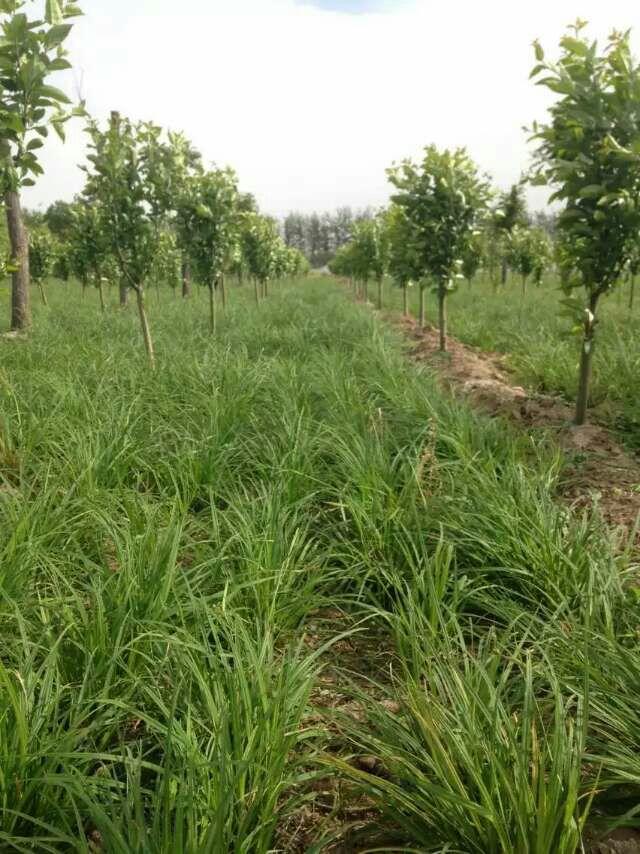 崂峪苔草 北京崂峪苔草 苔草 青绿苔草