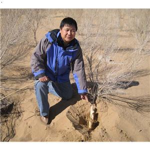 沙漠人参肉苁蓉种植_中国矿业大学(北京)生态