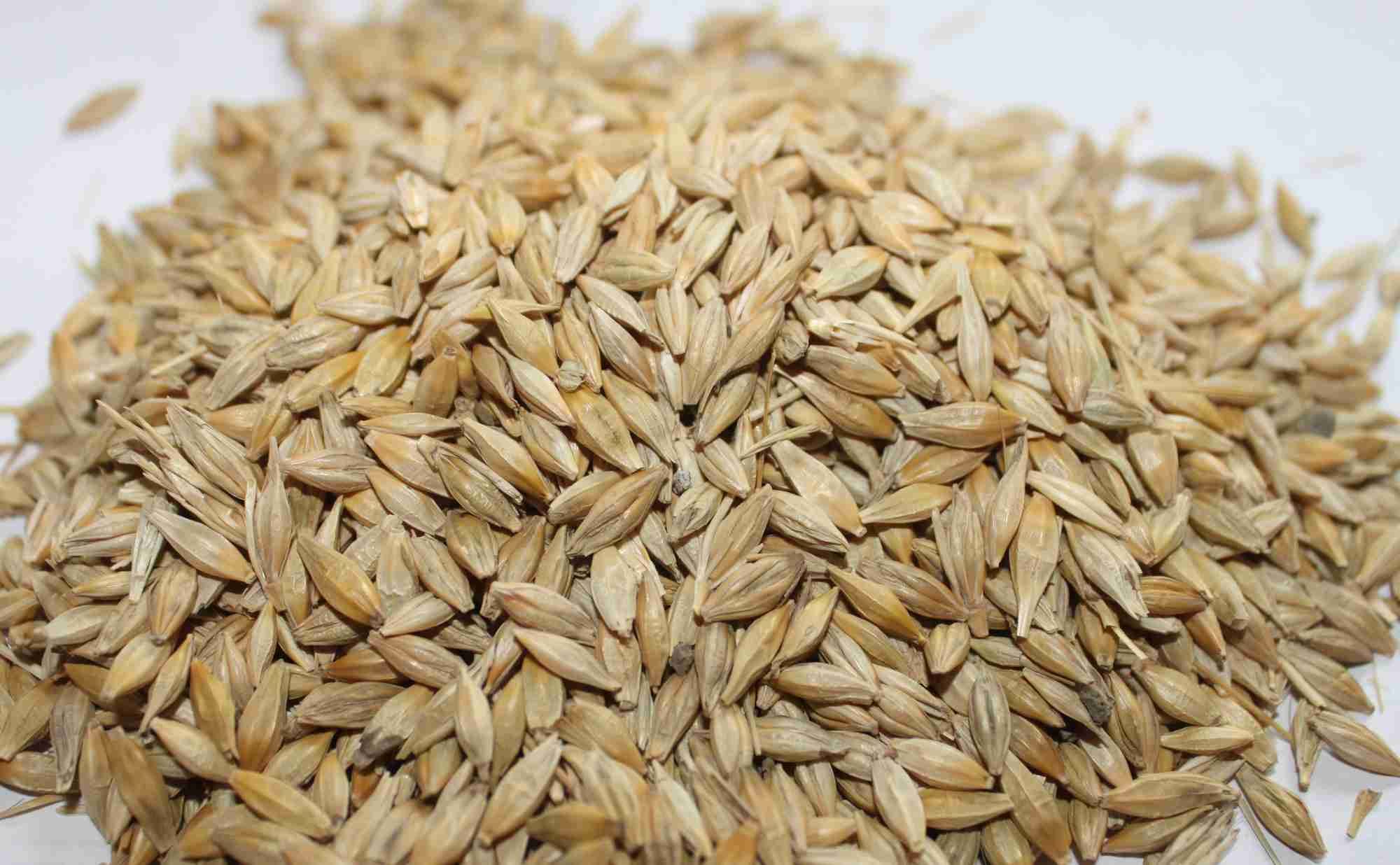 大麦施用有机肥的种植技术