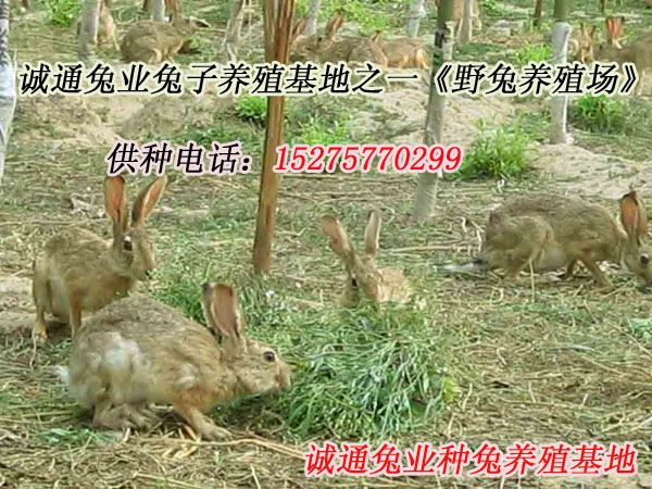 【山西野兔养殖前景】_山西野兔养殖前景地址