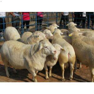 白头杜泊羊|白头杜泊羊养殖|白头杜泊羊养殖基地