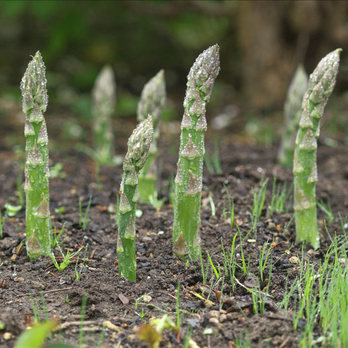 芦笋苗|芦笋苗图片|芦笋苗种植方法|河北芦笋苗种植基地