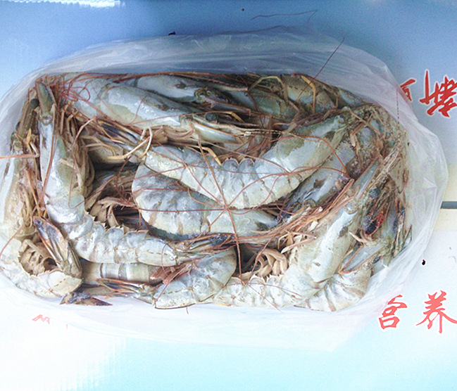 东方虾  Oriental shrimp