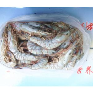 东方虾  Oriental shrimp
