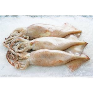 鱿鱼 Squid
