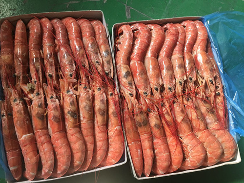 阿根廷红虾 Argentina red shrimp