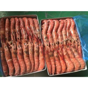 阿根廷红虾 Argentina red shrimp