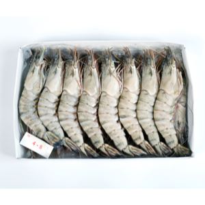 草虾 Blue tiger shrimp