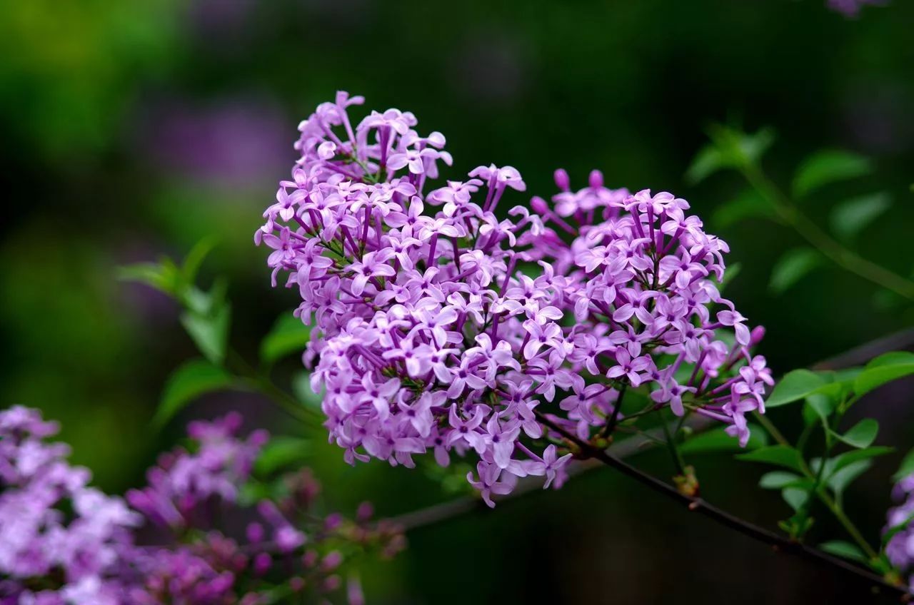 绢花|花卉批发|石家庄最大的花卉市场|石家庄百合