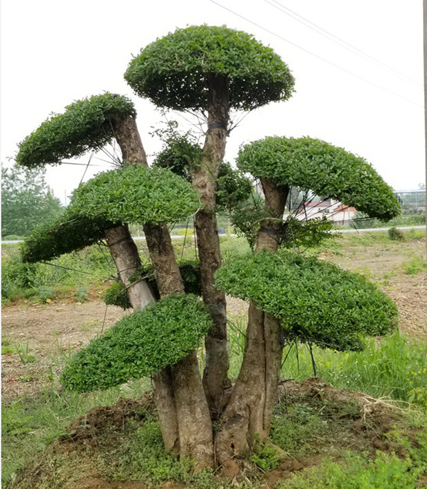 精品对节白蜡基地直销