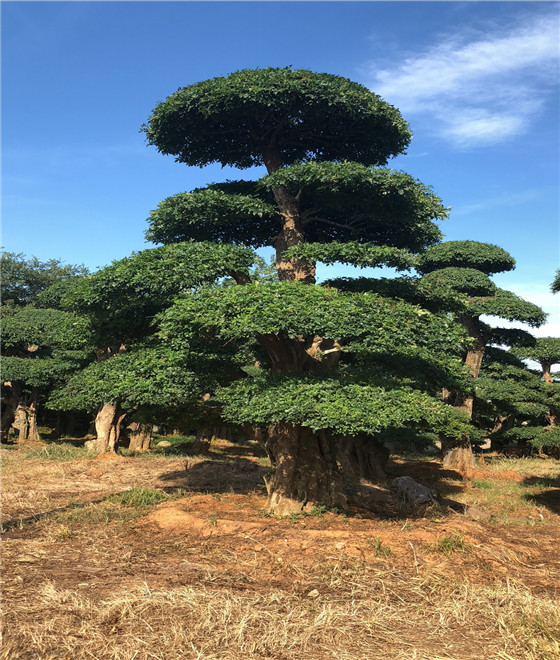 发布时间:2018年6月27日 作者:郭金海 对节白蜡占地树造型独特,向来