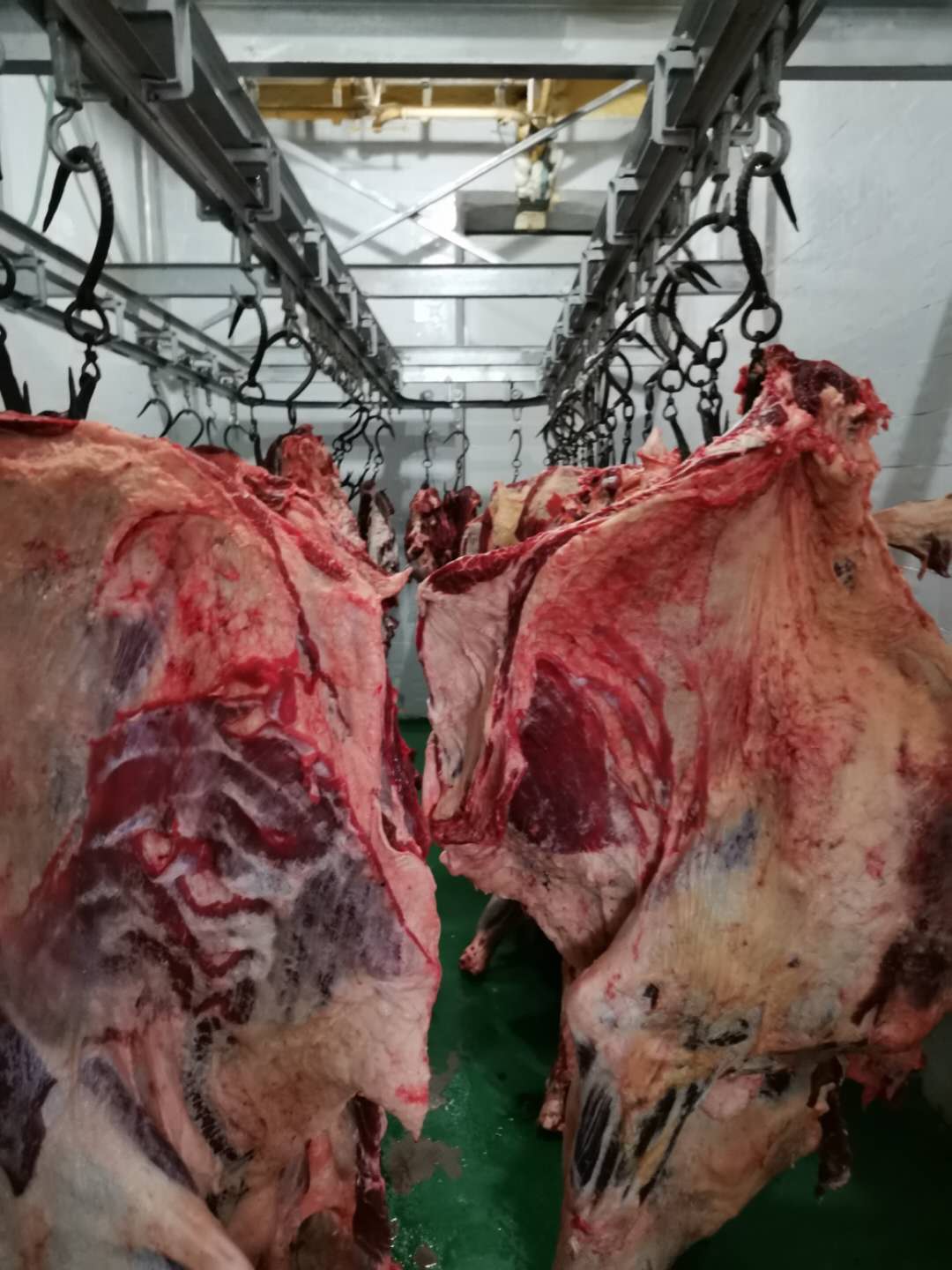 牛羊屠宰场_牛羊肉定点屠宰场_牛羊肉白条供应_牛羊肉