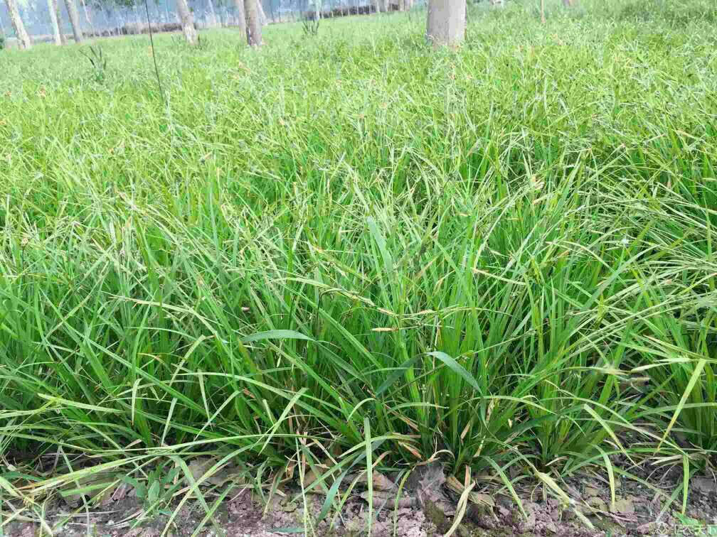 绿化施工|崂峪苔草1|种植涝屿苔草|铺草坪